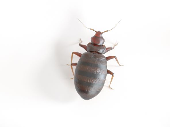 What Does a Bed Bug Life Cycle Look Like?