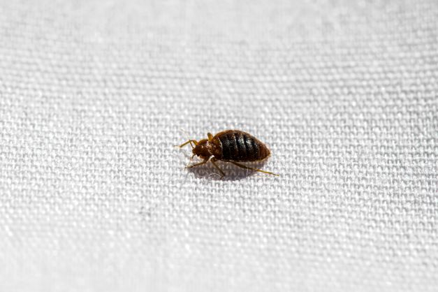 An adult bed bug on a bed close up