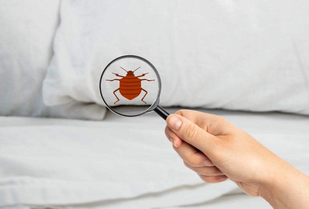 Hand holding magnifying glass over pillows with bed bug icon in lens
