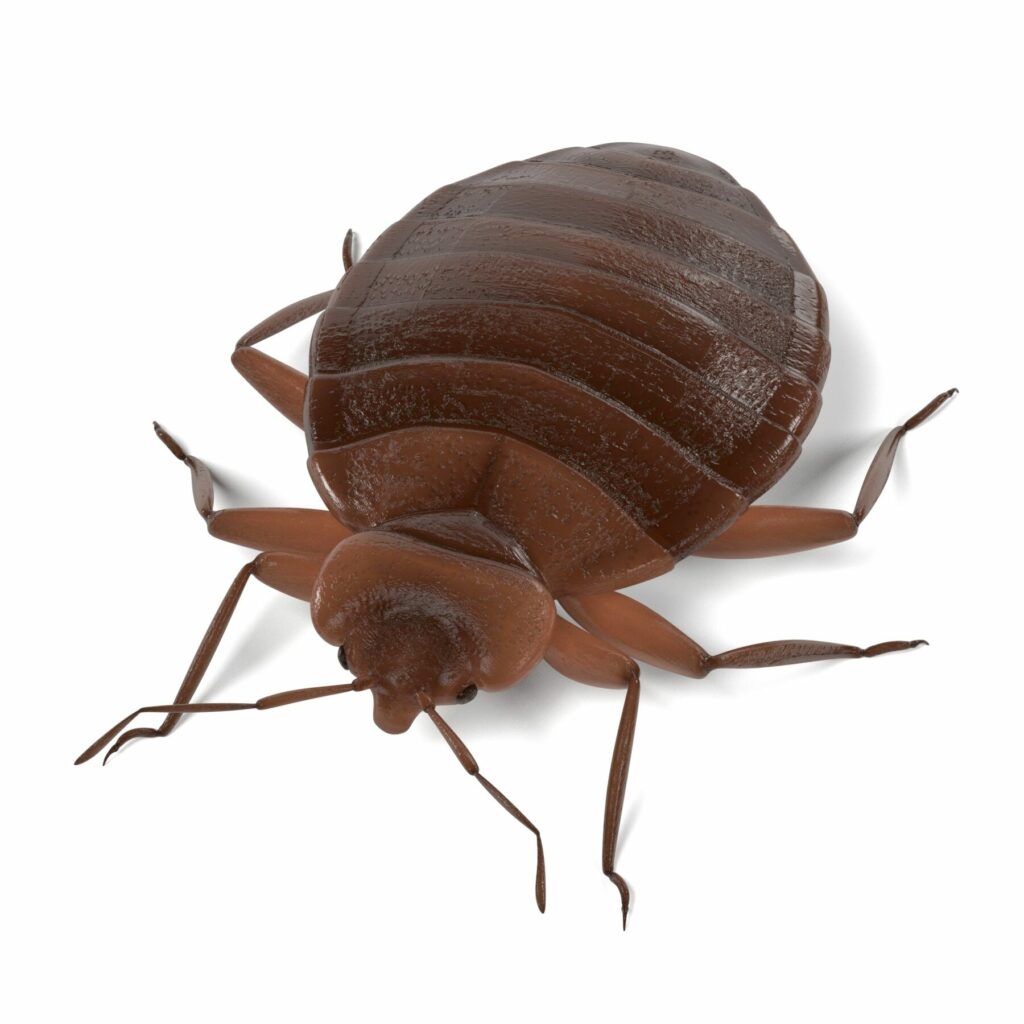 Up close rendering of bed bug