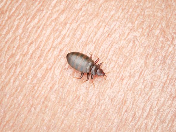 What Attracts Bed Bugs to Your Home?