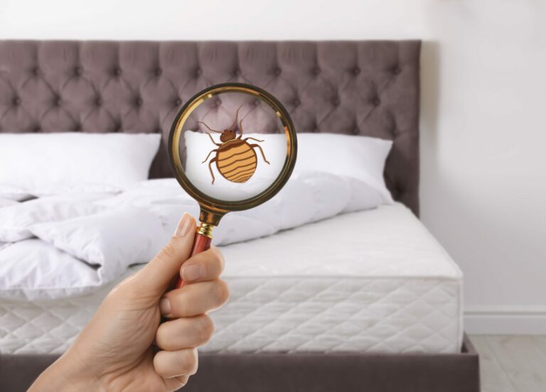 How to Detect Bed Bug Infestations