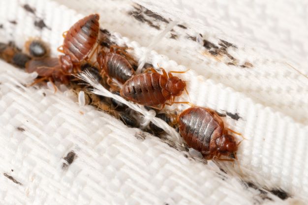 Bed bugs in lining of white fabric