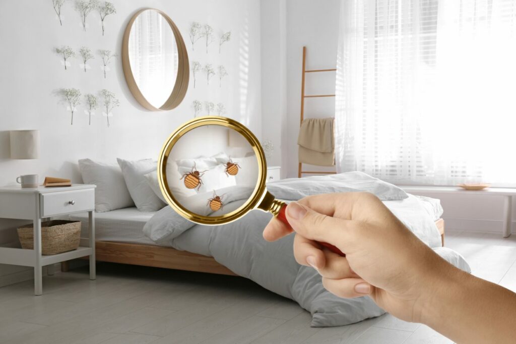 An person holding up a magnifying glass to a bedroom showing cartoon bed bugs