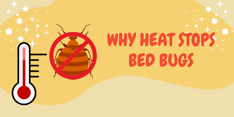 Why Heat Stops Bed Bugs