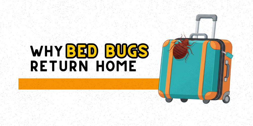Why Bed Bugs Return Home - Featured Image